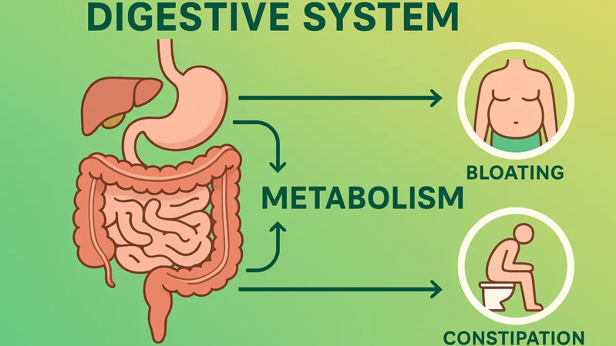Gut health and slow metabolism connection diagram showing digestive issues